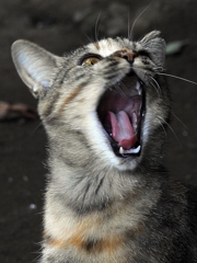 雄叫び
