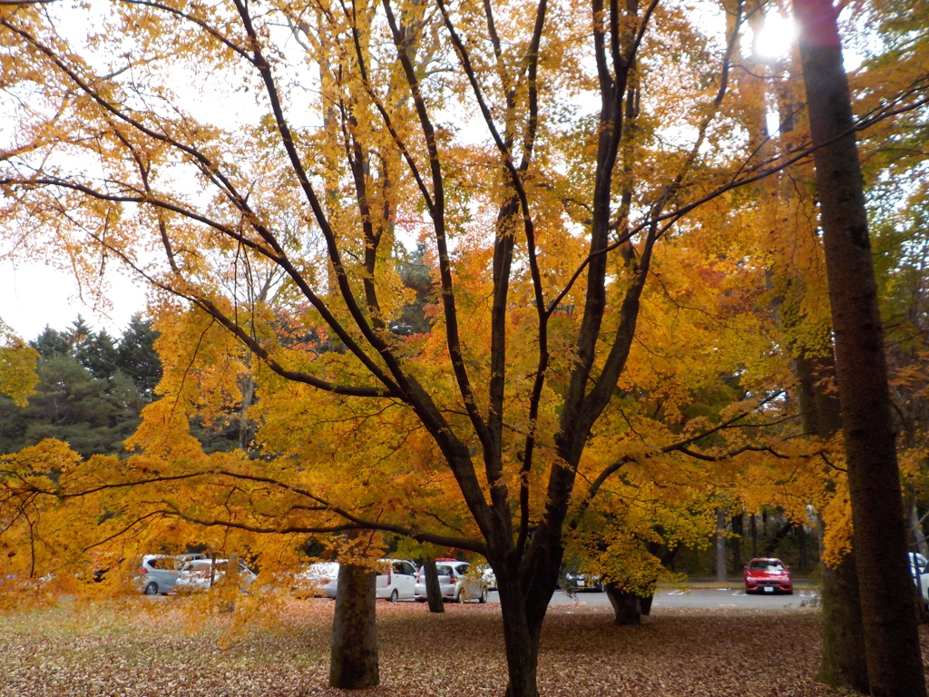 紅葉