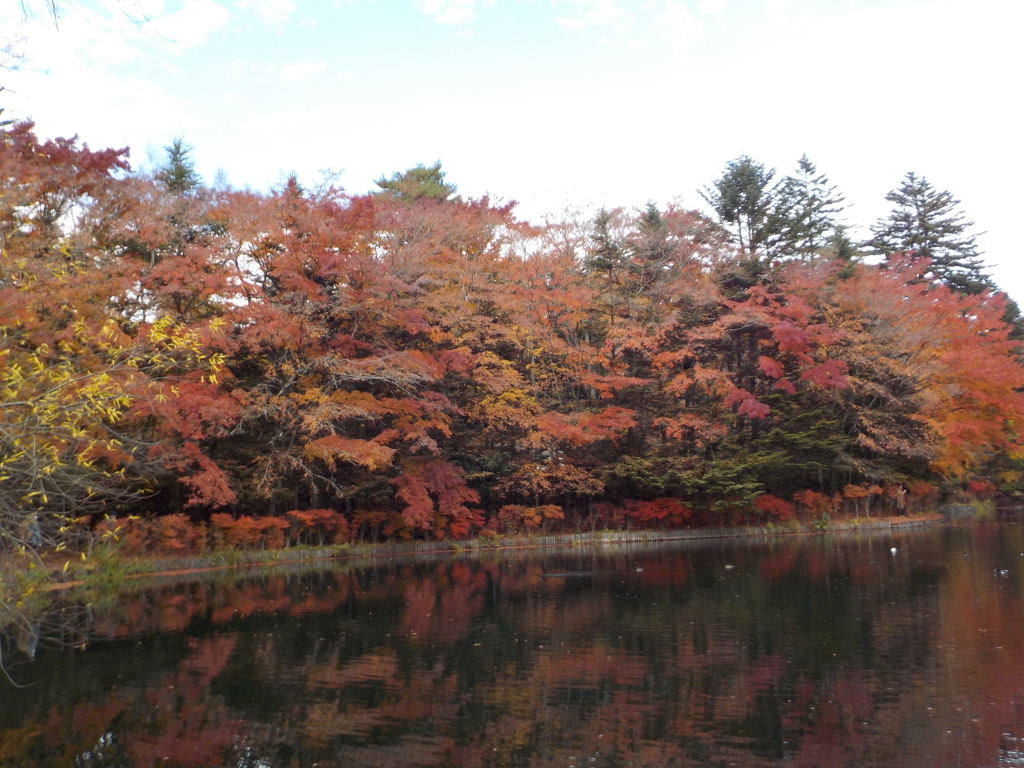 紅葉