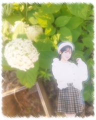 白紫陽花