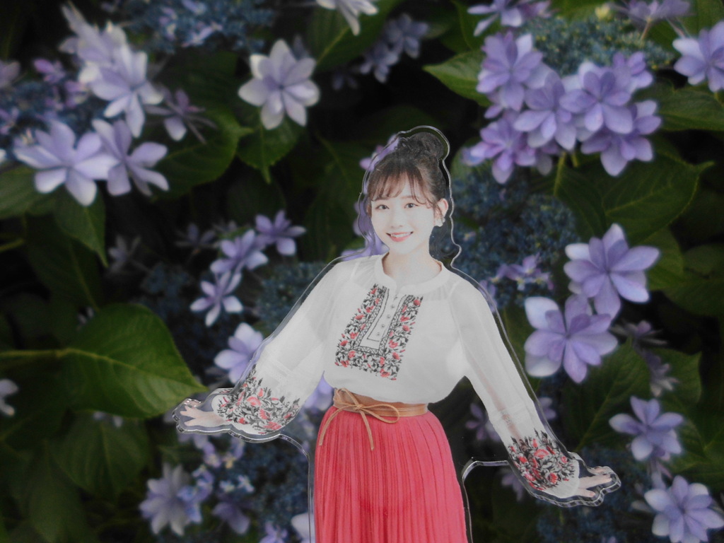 なぎちゃん 紫陽花
