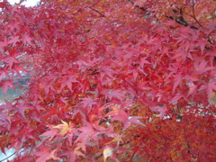 赤い紅葉