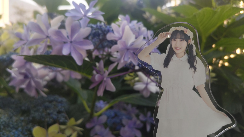 紫陽花