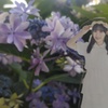紫陽花