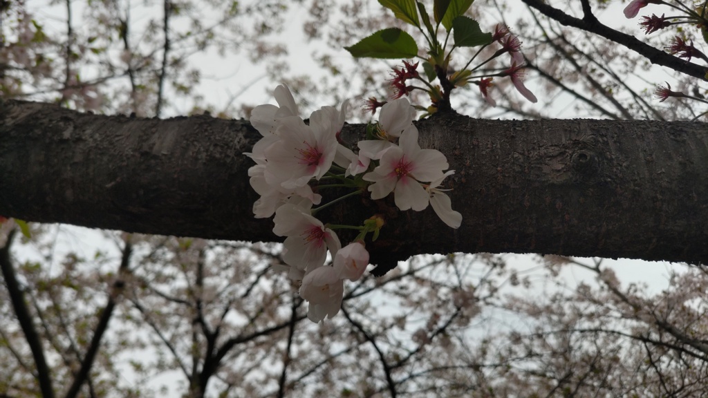 桜