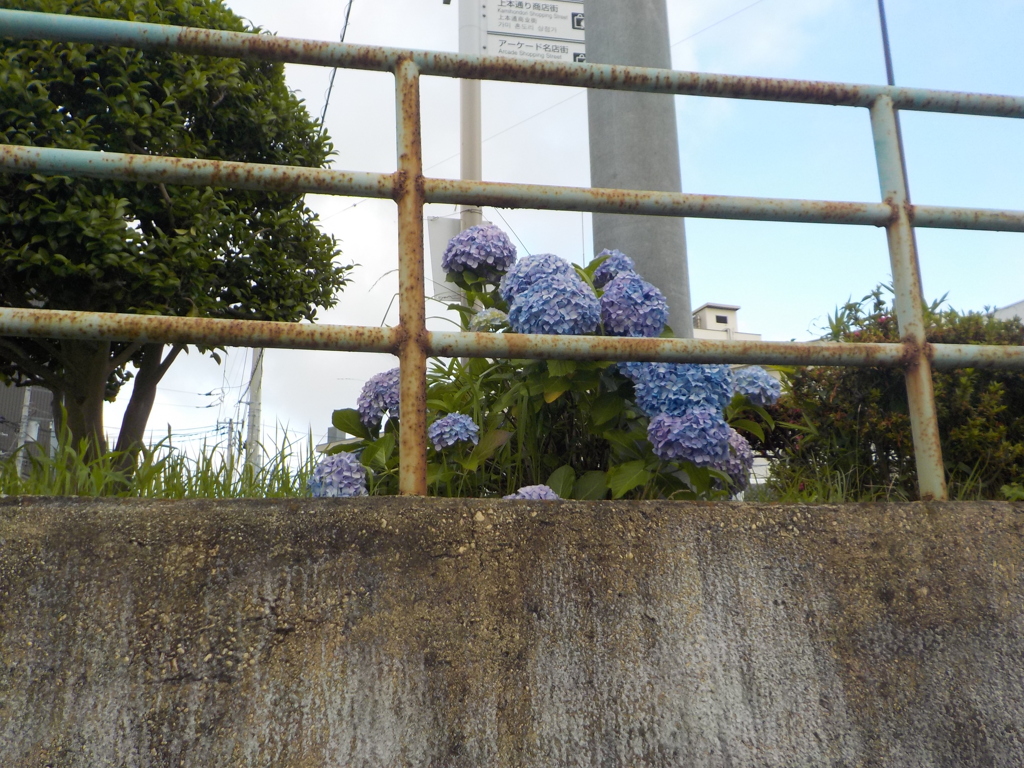 紫陽花