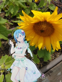 Shiki ひまわり
