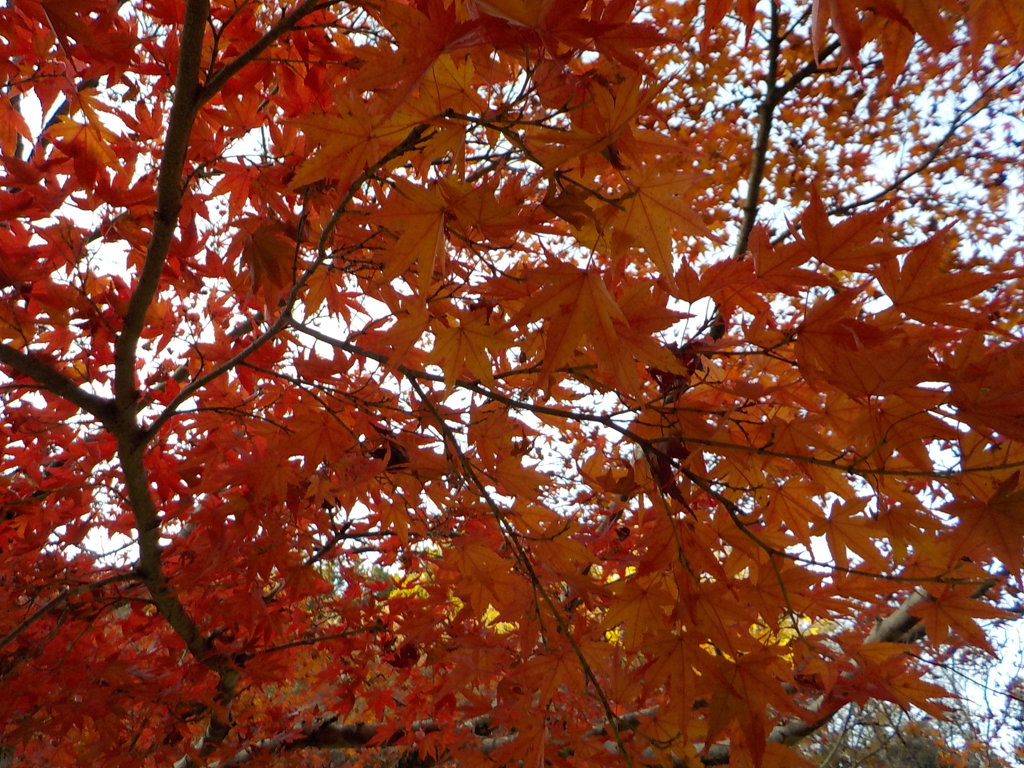 紅葉