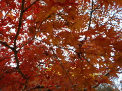 紅葉