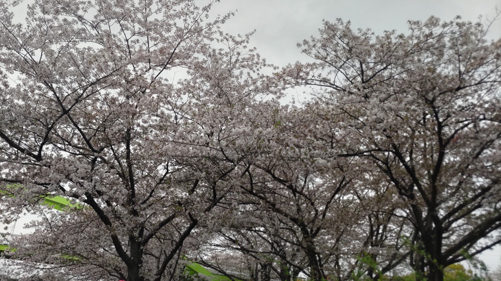 桜