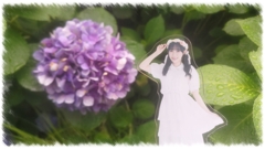紫陽花