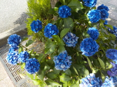紫陽花