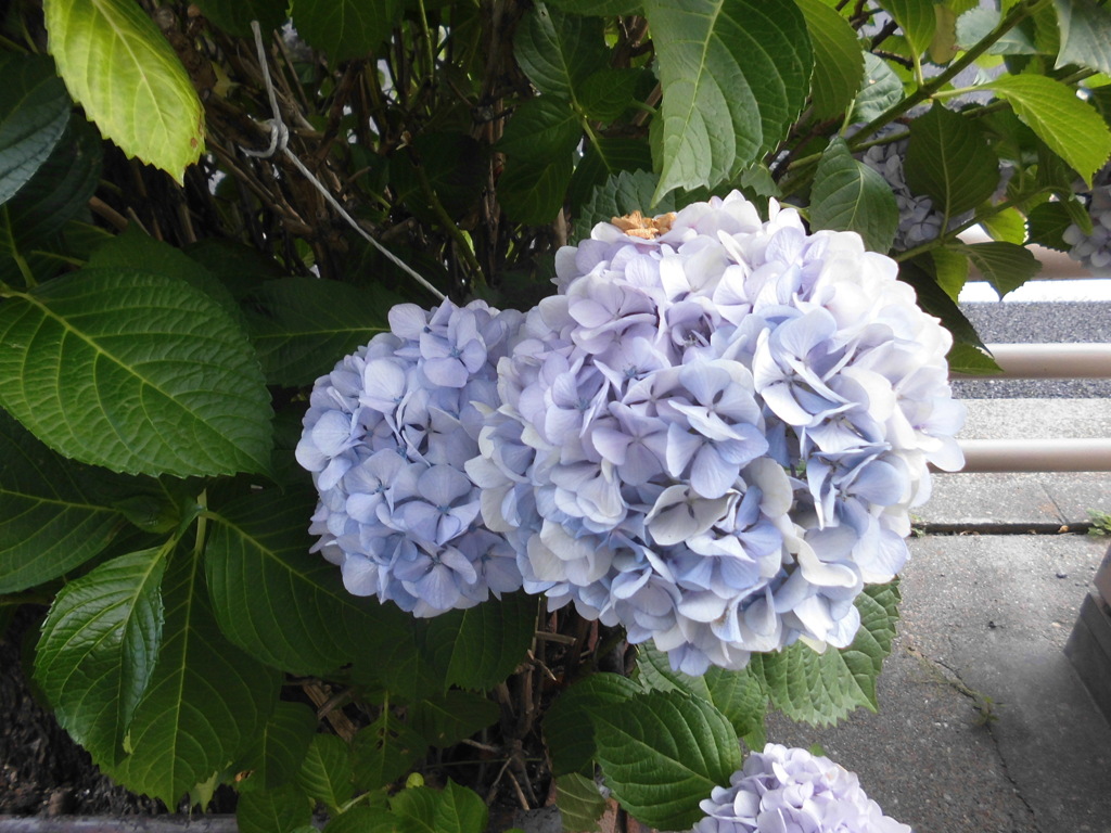 紫陽花