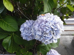 紫陽花
