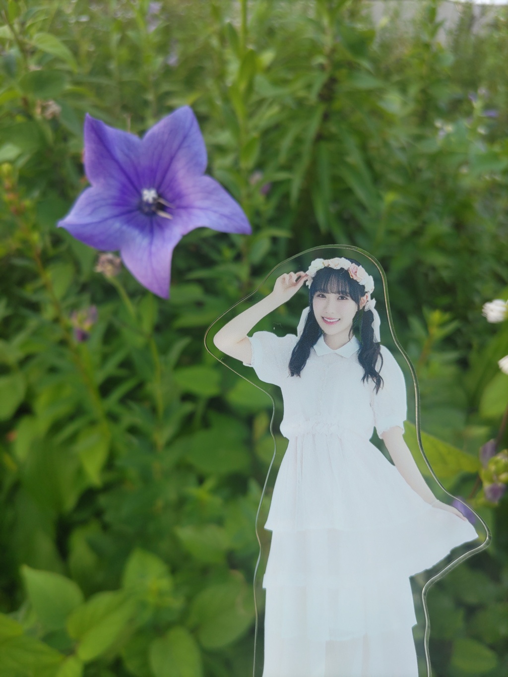 キキョウ