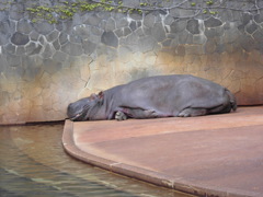 カバさん