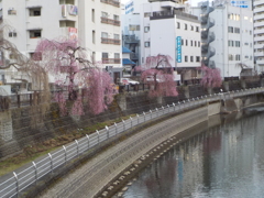 枝垂桜