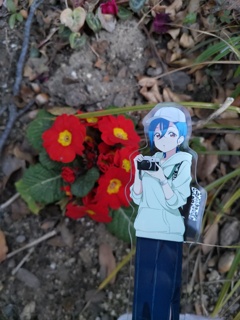 赤い花