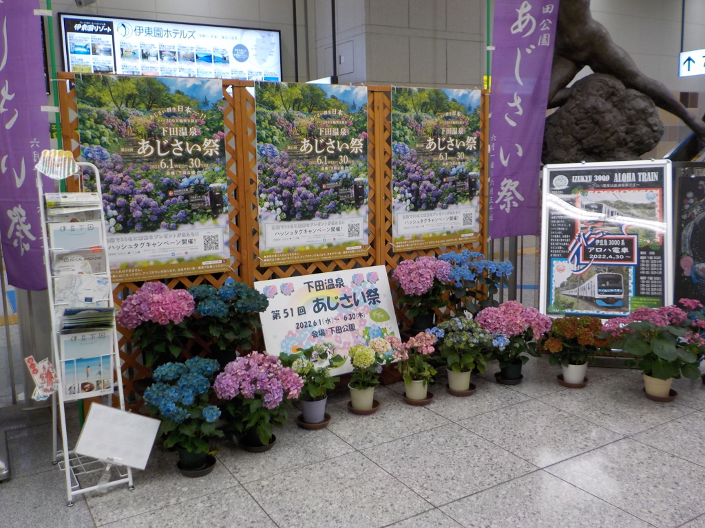 紫陽花