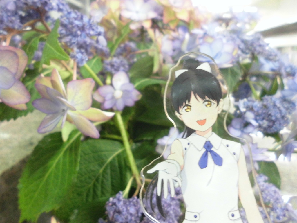 紫陽花