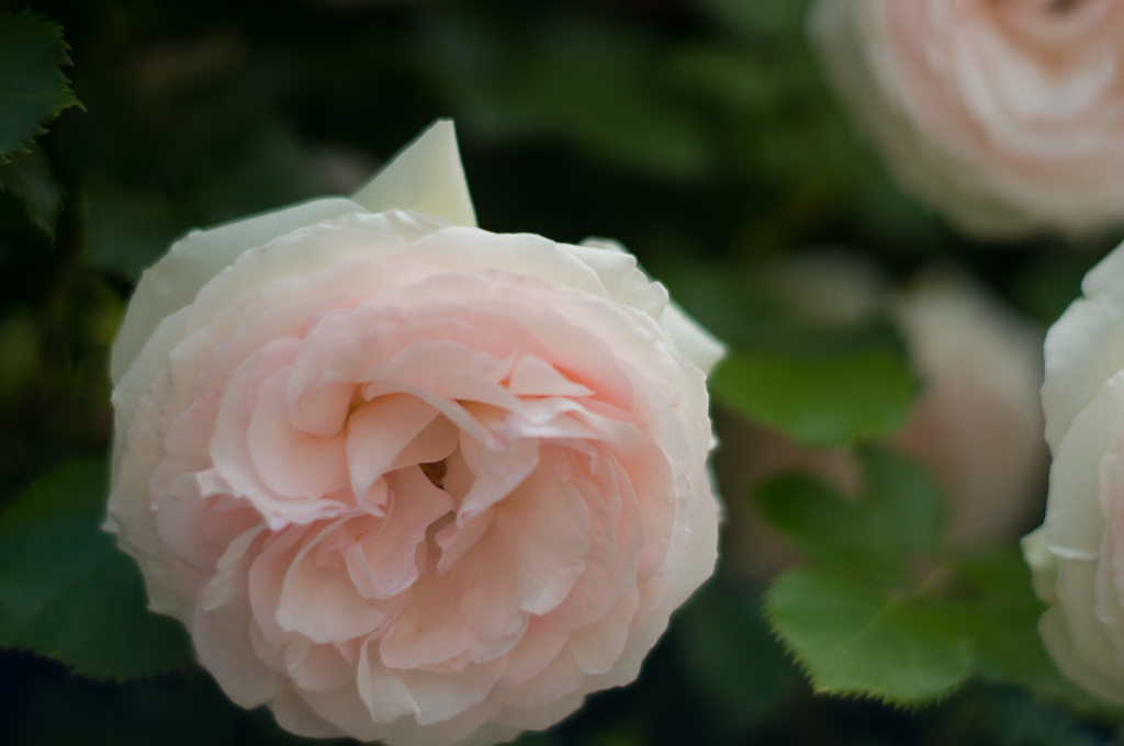 なんてお花かな？