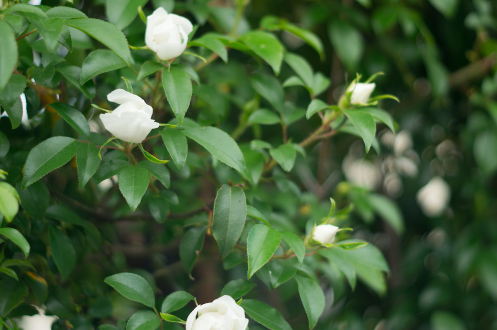もうすぐ完全開花♪