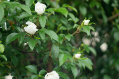 もうすぐ完全開花♪