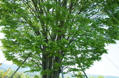 小学三年生5月 この木なんの木気になる木