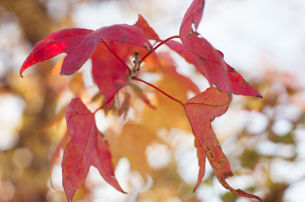 紅葉だけど・・・。