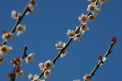 桜の枝２