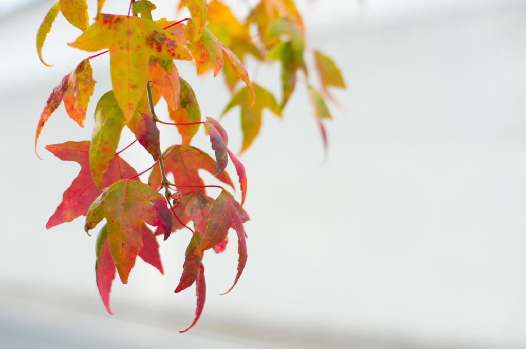 紅葉なり損ね？