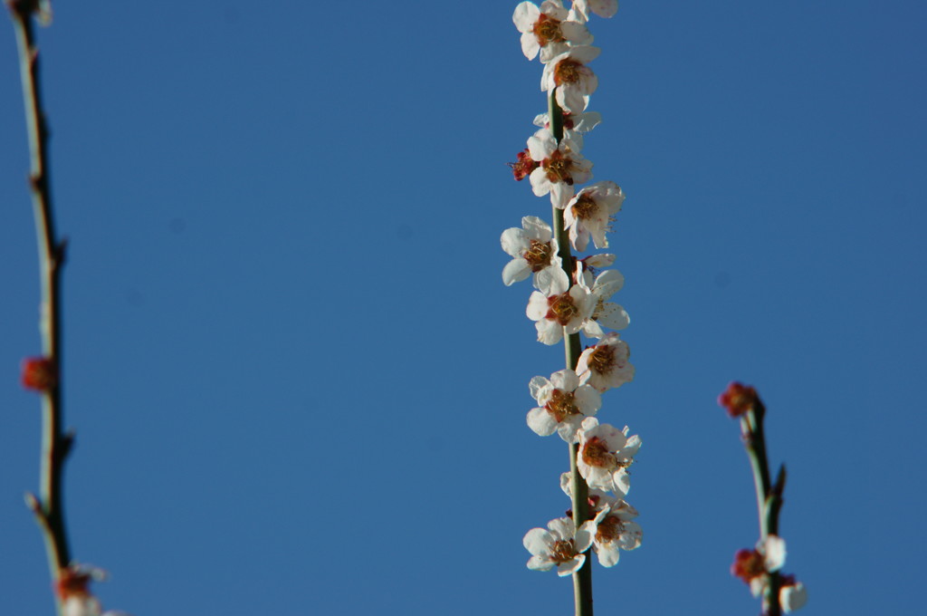 桜の枝１