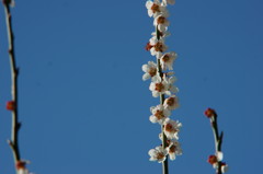桜の枝１