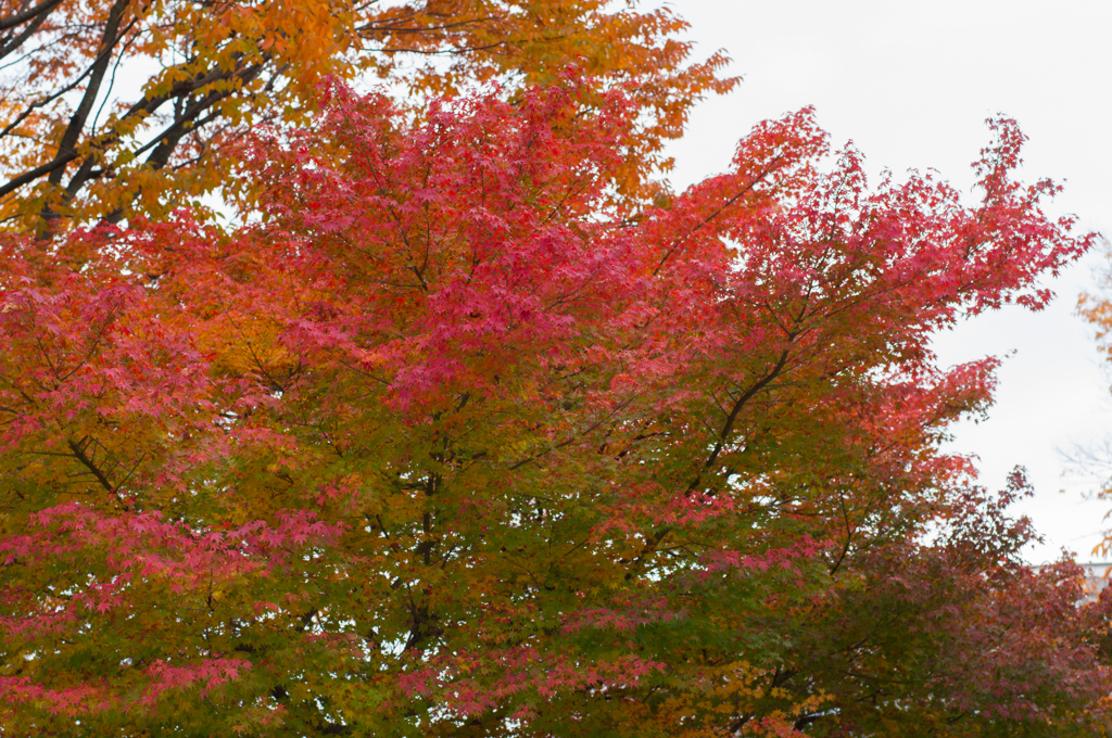 紅葉途中～大人になりかけてる木