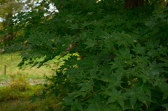 野草園６