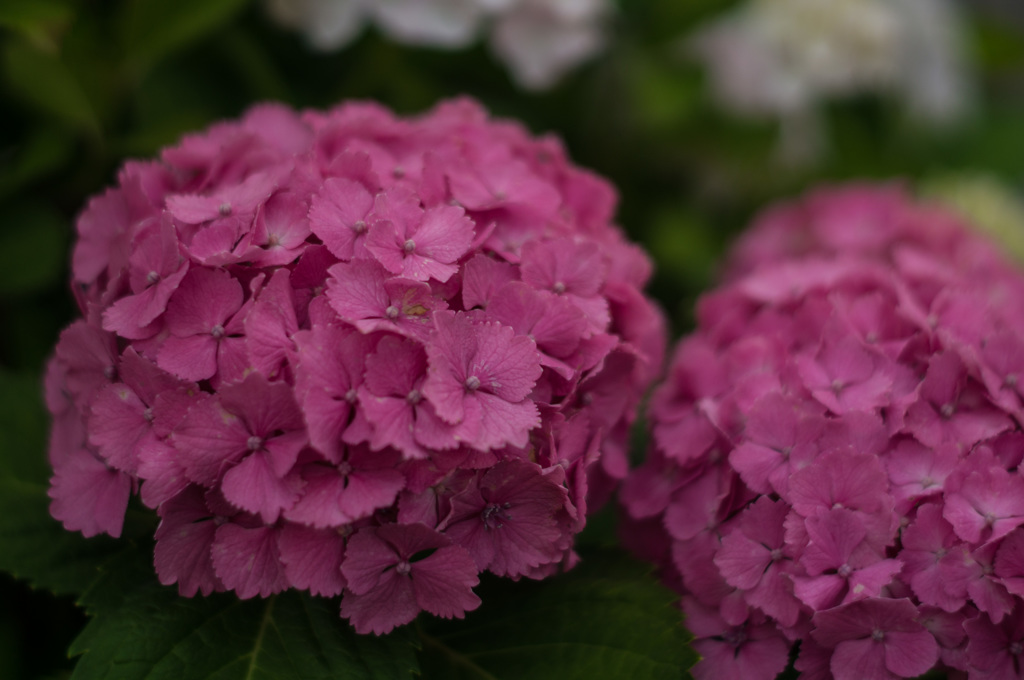 紫陽花その１