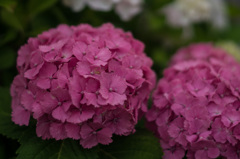 紫陽花その１