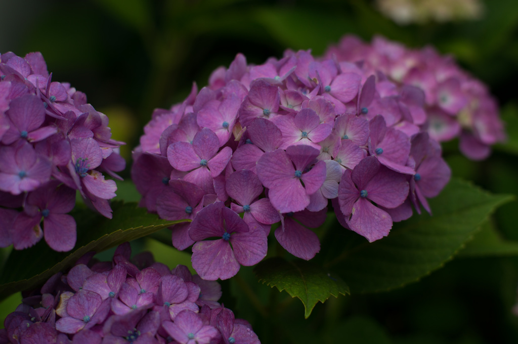 紫陽花その２