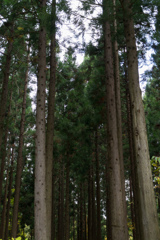 野草園８