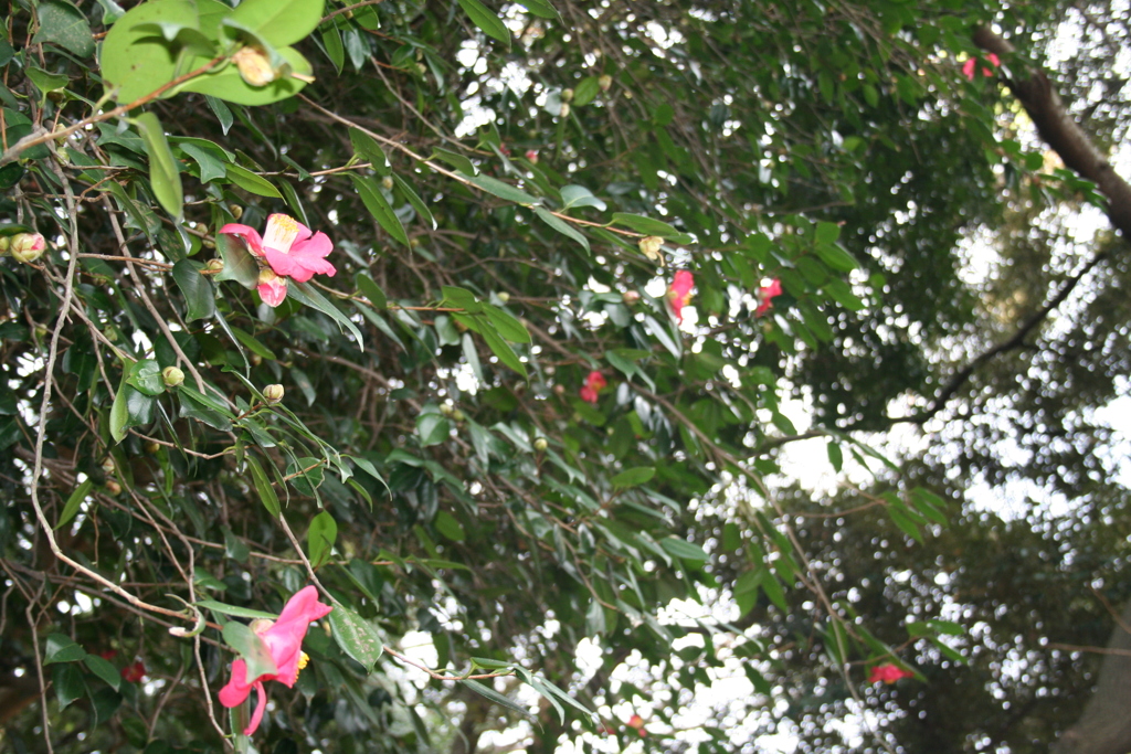 公園に咲く花（撮影：八田政樹）