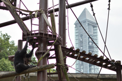 東山動植物園～さて、次はあっちに登るか～