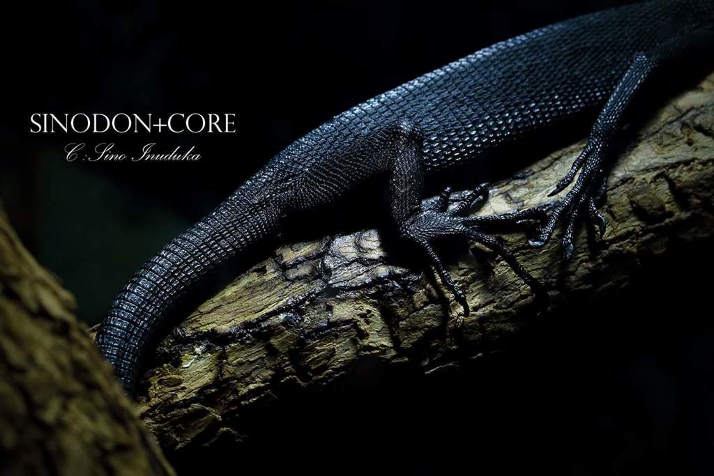 黒いトカゲさん