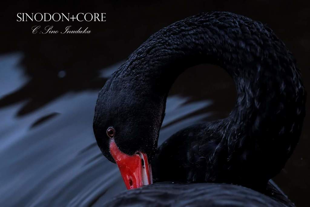 black swan