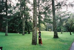 軽井沢の木と