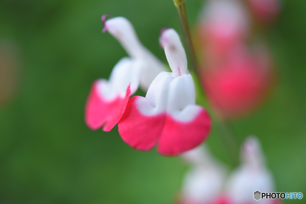 この花なーに？