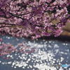 きらきら桜