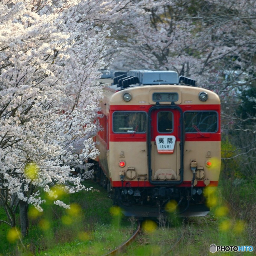 いすみ鉄道の春