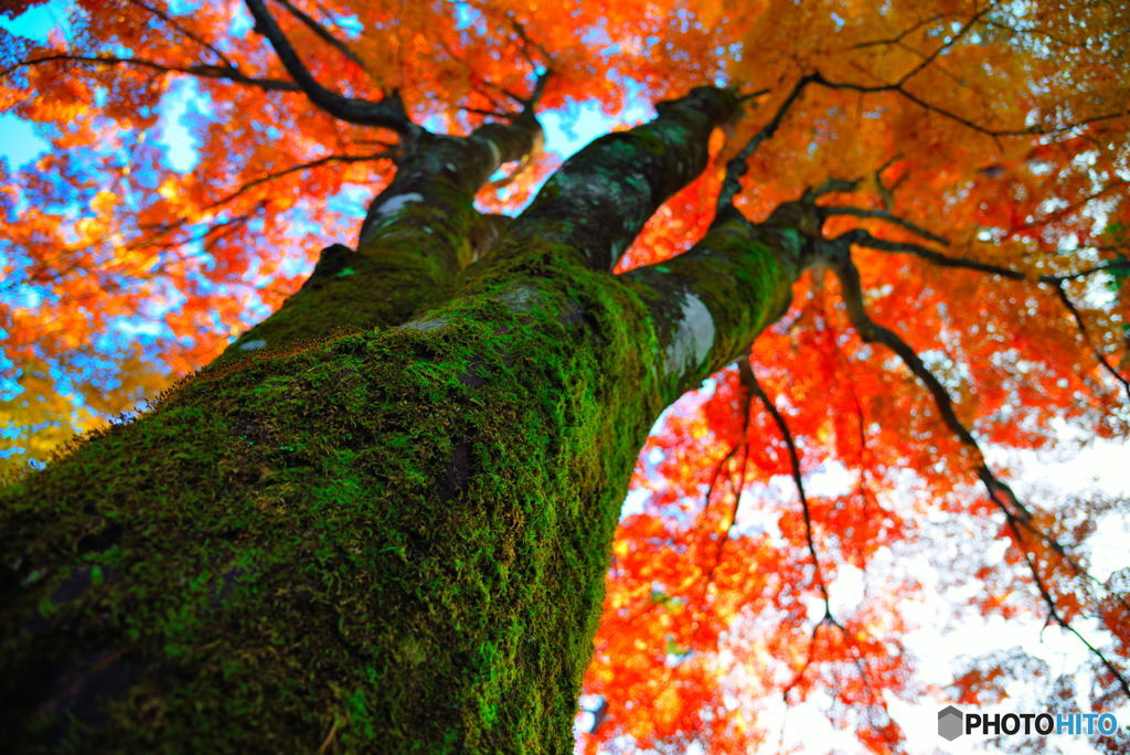 苔と紅葉