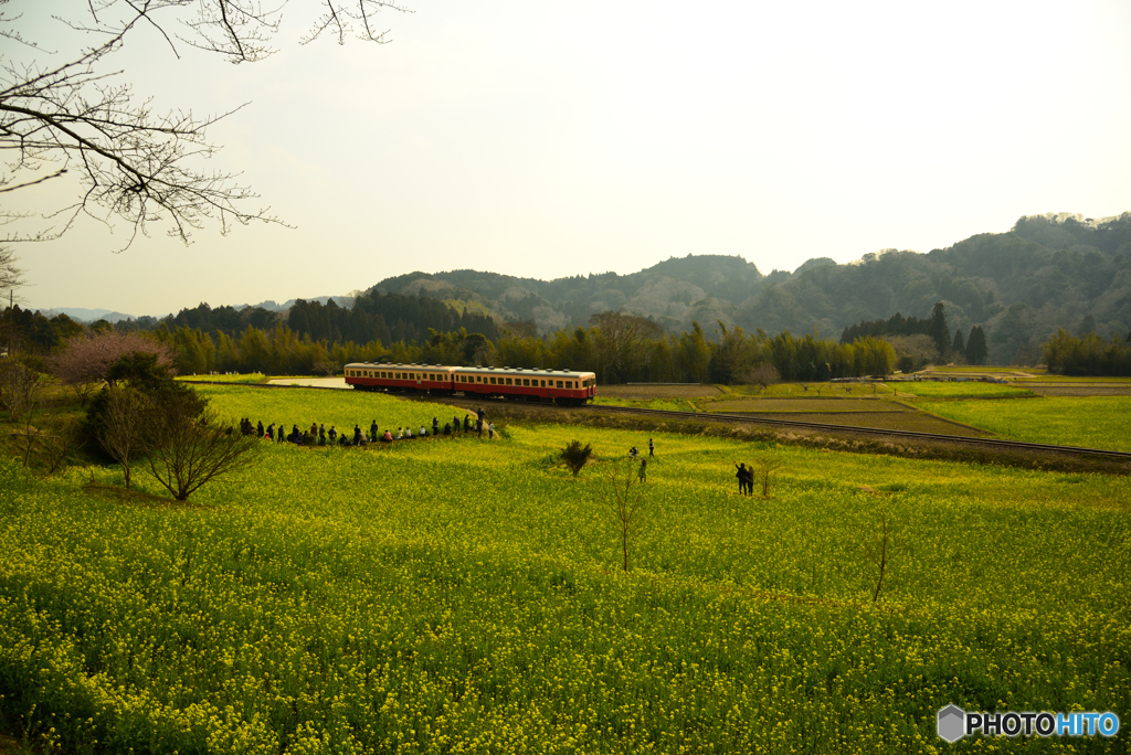 まったり菜の花畑列車