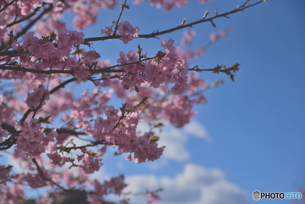 空とふんわり桜